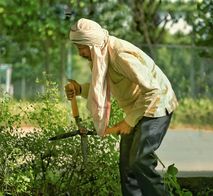 Indian man in traditional turban trimming bushes with garden shears outdoors during daytime.