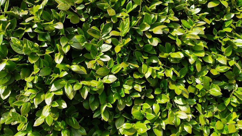 Close-up of vibrant green hedge leaves illuminated by sunlight, showcasing natural patterns.